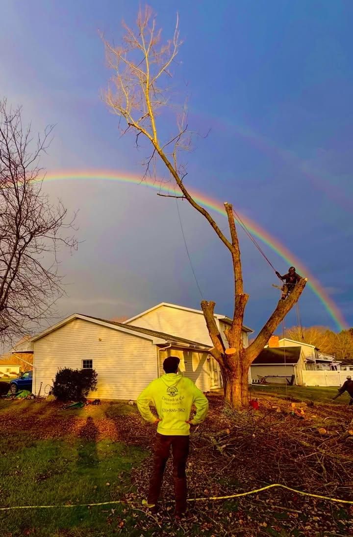 Tree Trimming for Licensed to Cut Tree Service in Athens, PA