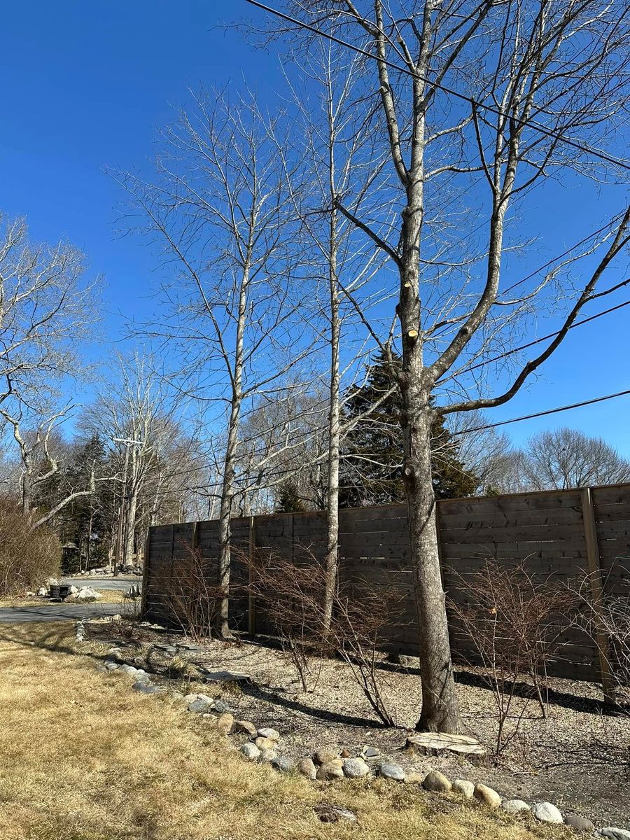 Fall Clean Up for Silver City Tree and Landscape in Taunton, MA