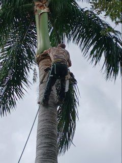 Hazardous Tree Removal for ASAP Tree Service in Sebastian, FL