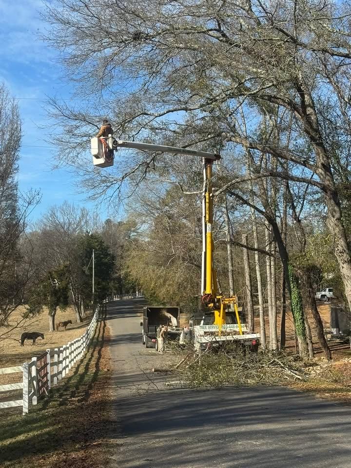 Tree Removal for Pedro's Tree Removal in Charlotte, NC