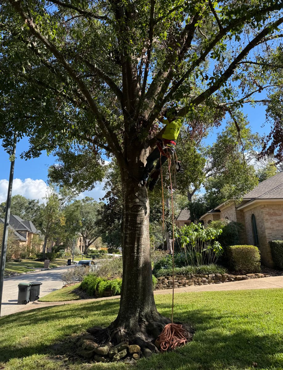 Tree Services for The Outdoor Buddies in Houston, TX