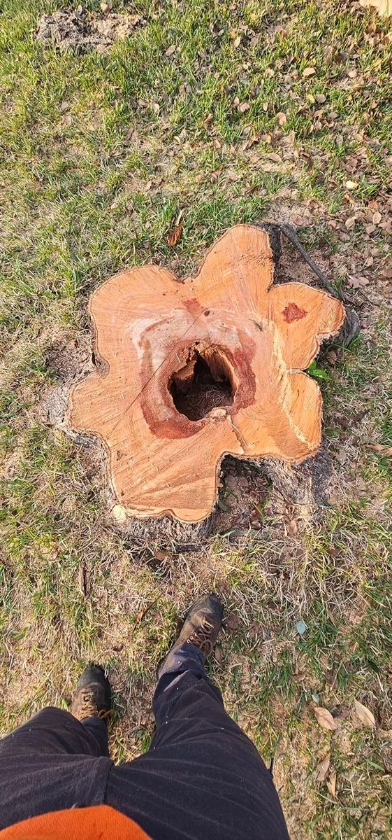 Tree Removal for Servin's Tree Care  in Houston, TX