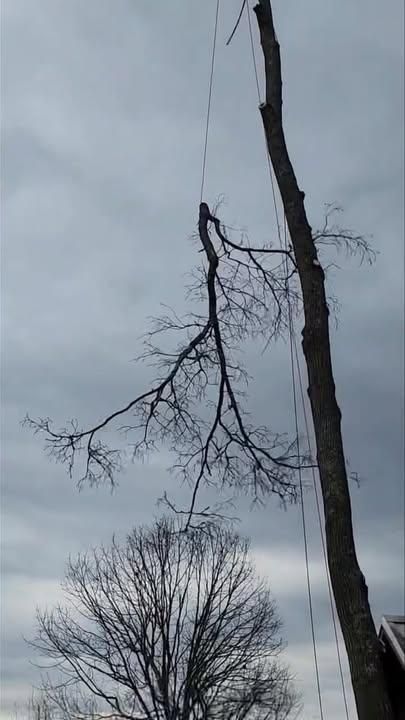 Tree Removal for Complete Care in Cumberland Gap, TN