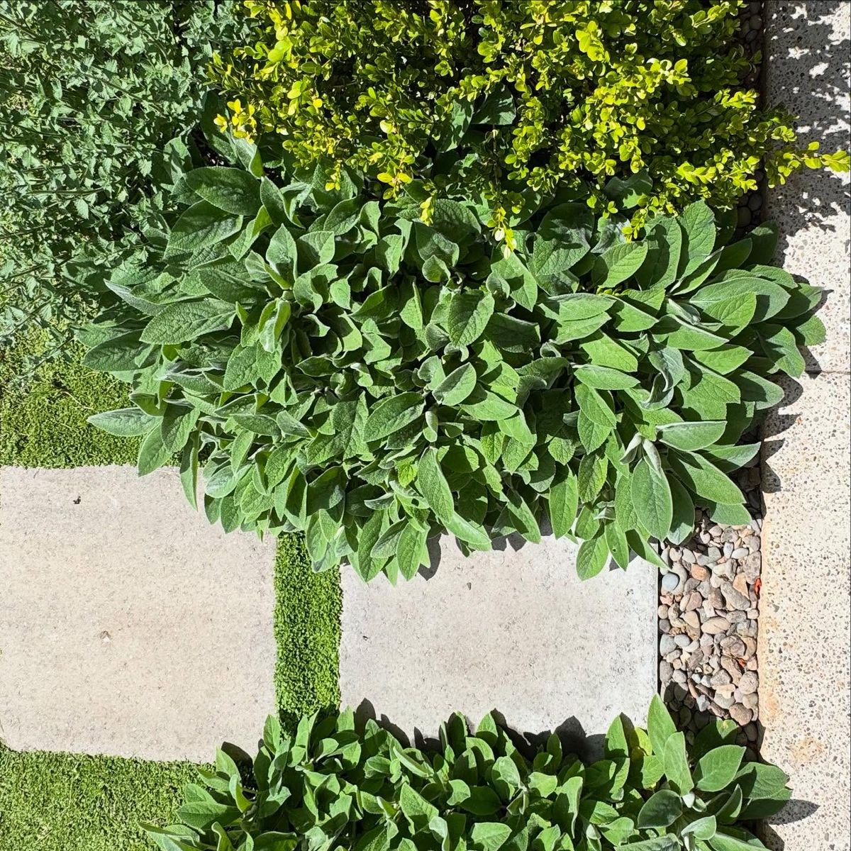 Horticulture Consultation for Courtney Lewis Landscape Design in Portland, OR
