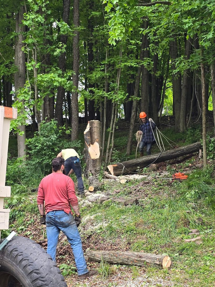 Storm Cleanup for Licensed to Cut in Athens, PA