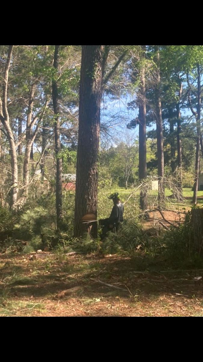 Tree Trimming for The Tree Surgeon in Carthage, TX