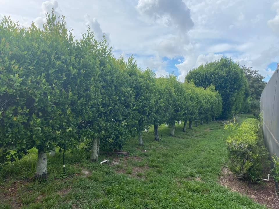 Land Clearing  for 163 Property Maintenance in Hernando County,  FL