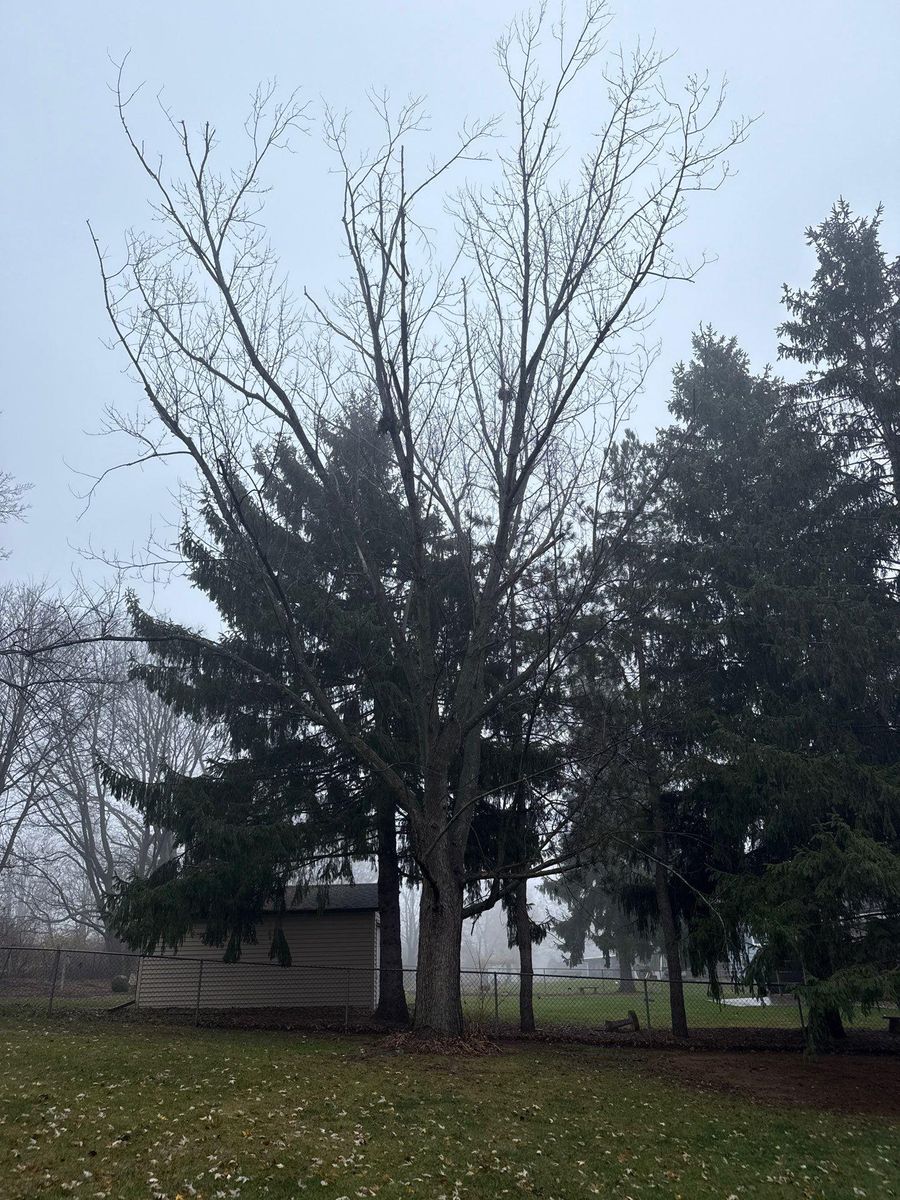 Tree Removal for Fransen's Tree Service  in Freeport, IL