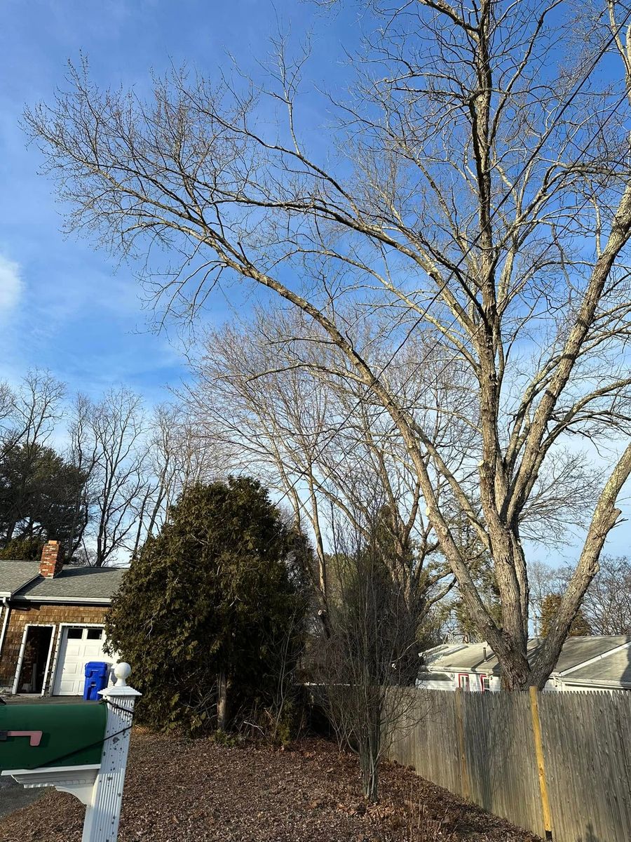 Shrub Trimming for Silver City Tree and Landscape in Taunton, MA