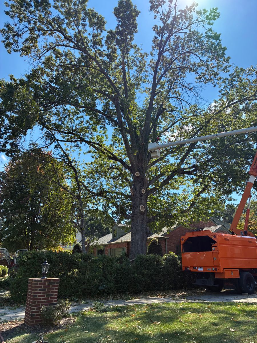 Tree Removal for Brocks Tree Service LLC in Rogersville, TN