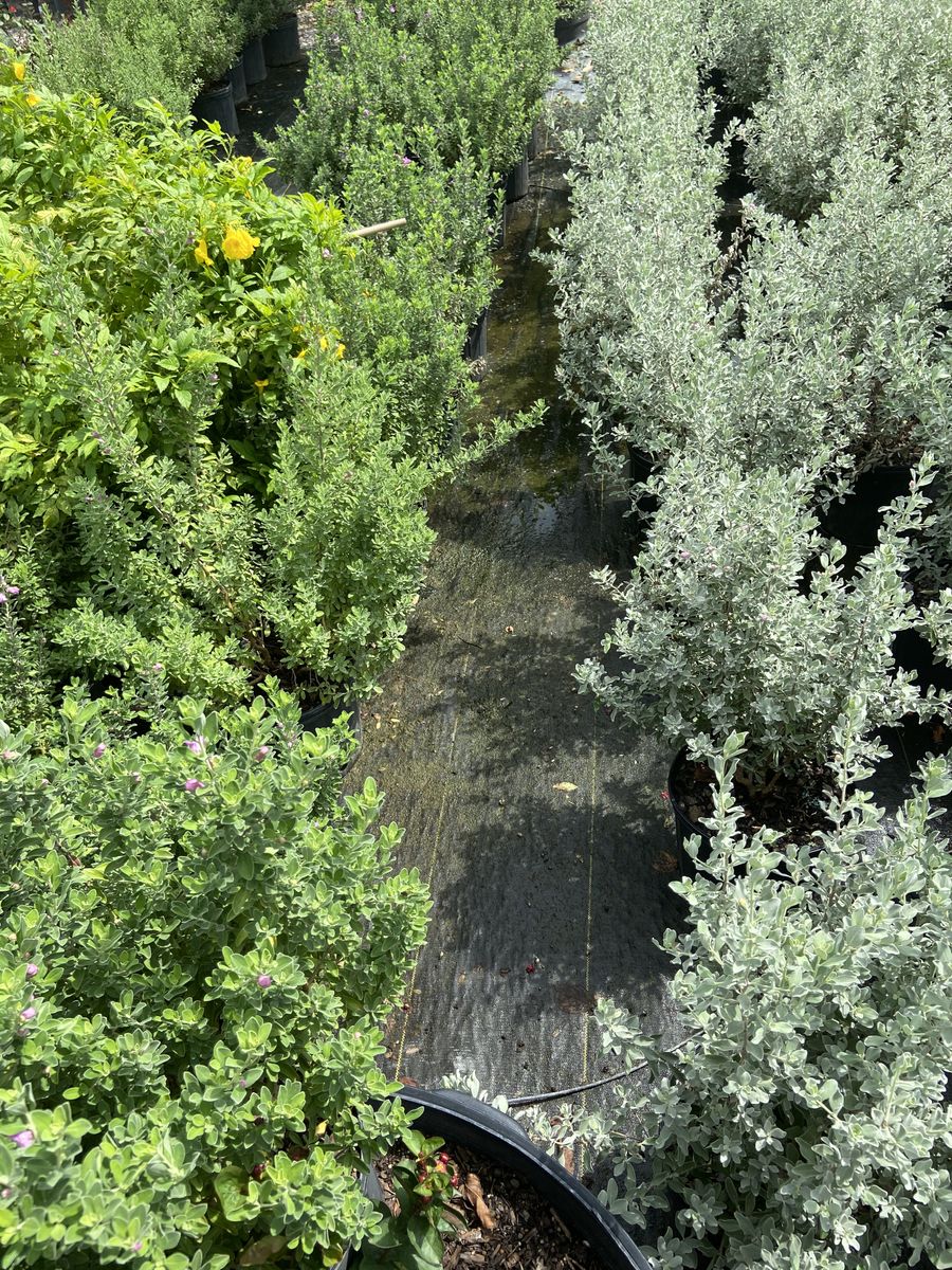Landscape Installation for Atlas Land Design in Creekside Park, TX