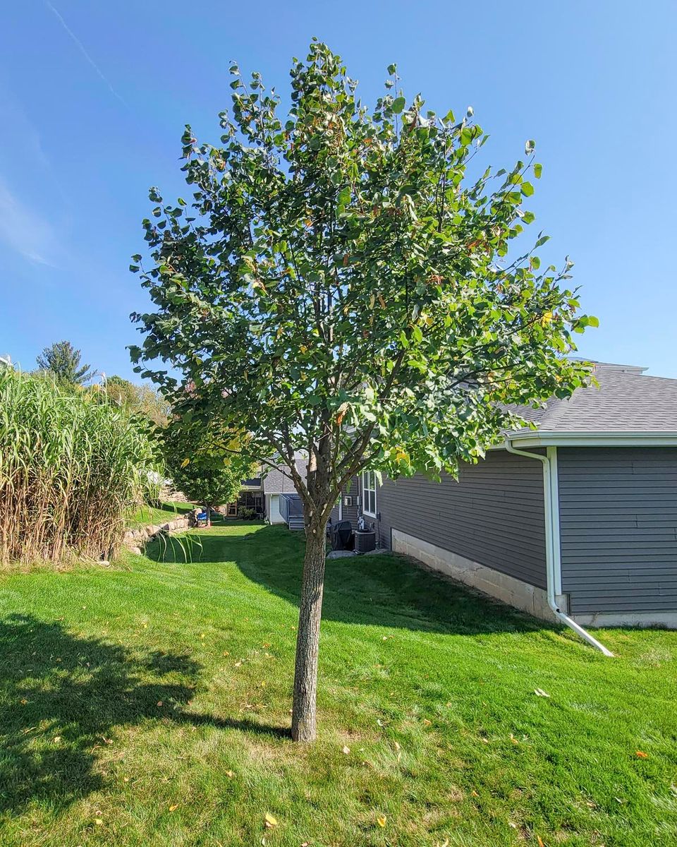 Tree Pruning for PJ & Son’s Gardening in Montecito, CA