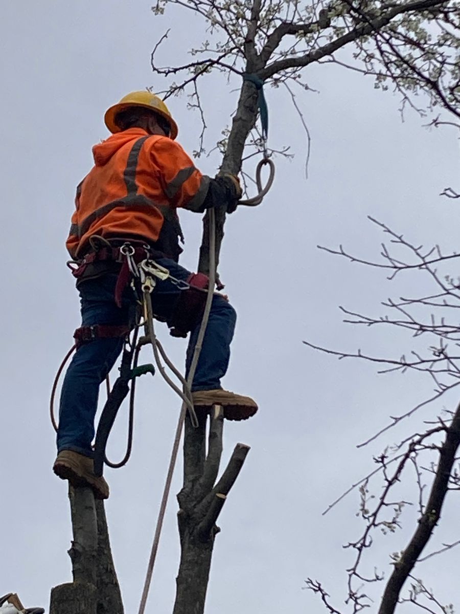 Tree Trimming for Village Tree Service  in Whitestown, IN