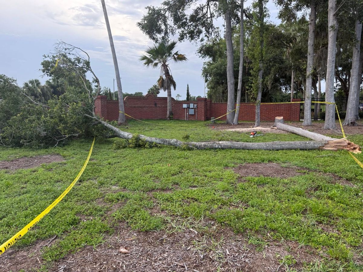 Tree Removal for Amerigrown Tree And Lawn in Apopka, FL
