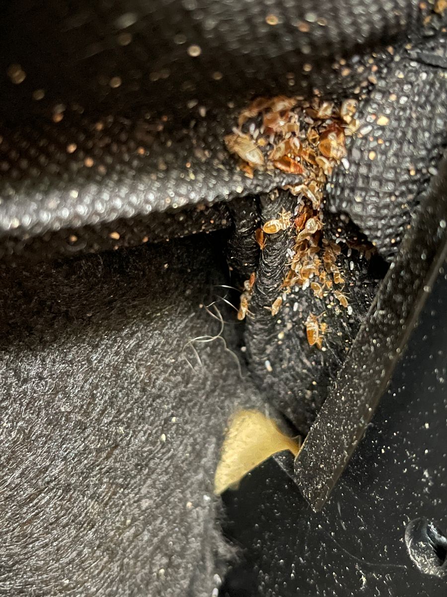 Bed Bugs for All-In Pest Control & Home Solutions in Greene County, IN