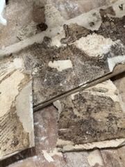 Water Mitigation for N&D Restoration Services When Disaster Strikes, We Come In in Cape Coral,  FL