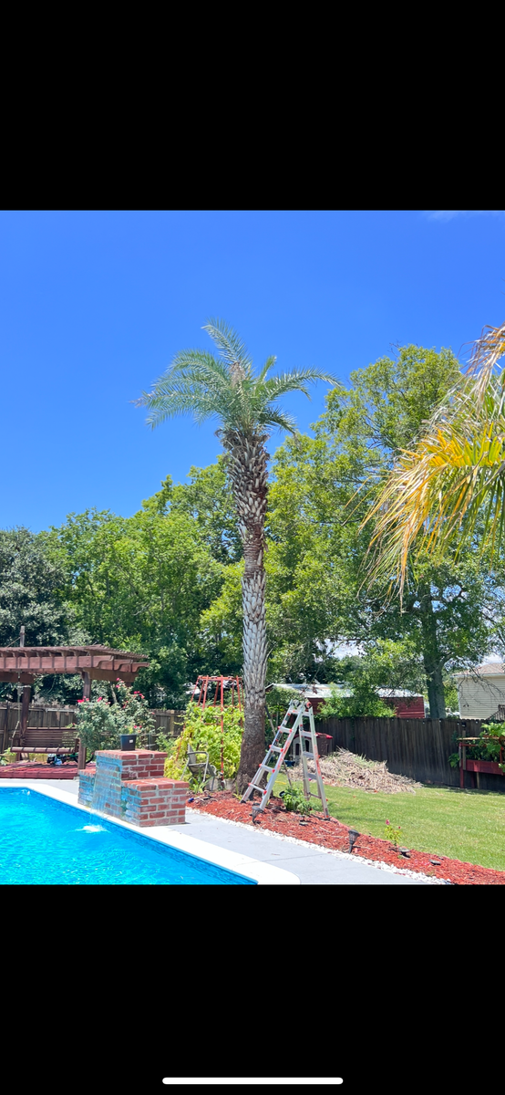 Tree Trimming for Lawn Rangers in Baton Rouge,  LA