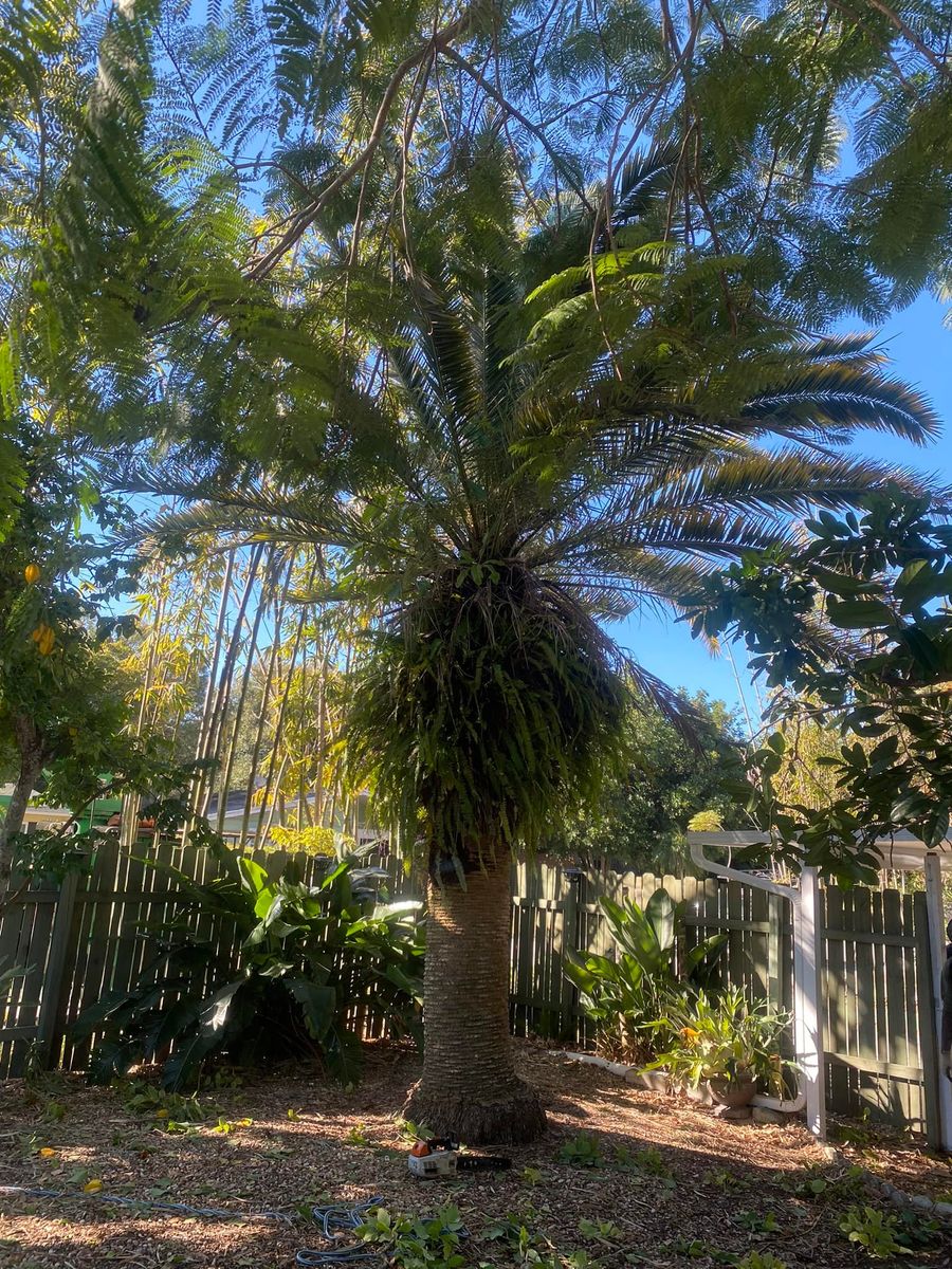 Tree Trimming for Adam's Tree and Stump Care in Bradenton, Florida