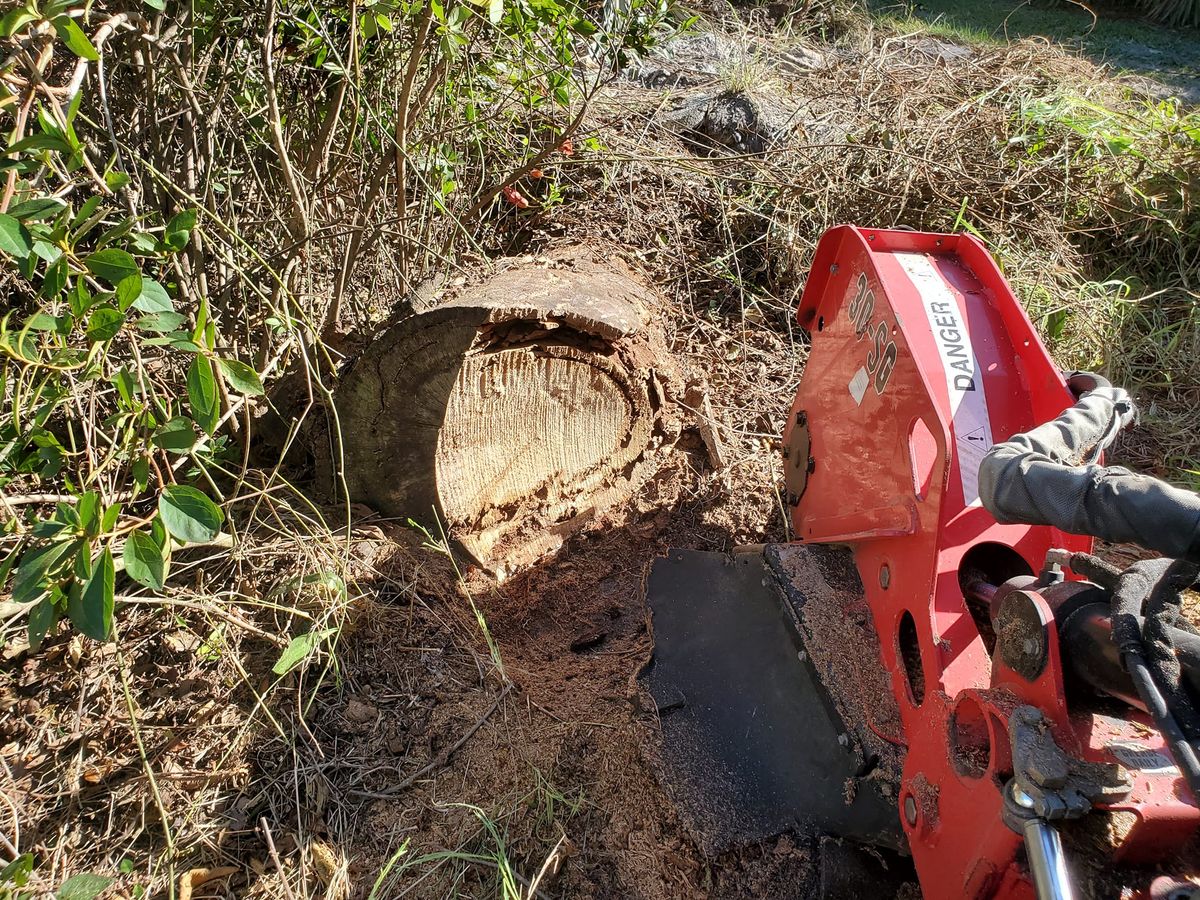 Stump Removal for Regal Tree Service and Stump Grinding in Wauchula, FL