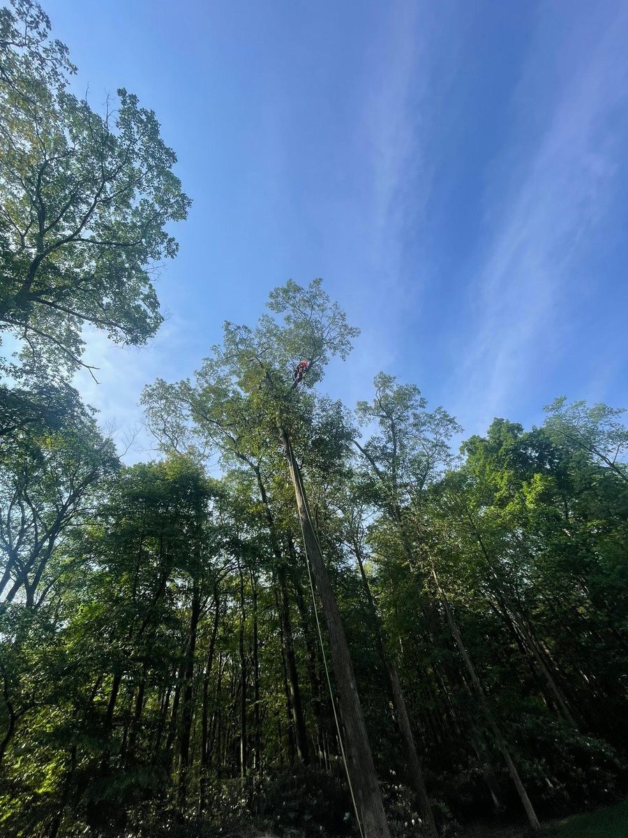 Tree Services for Jonathan A. Henne Property Services. in Hamburg, PA