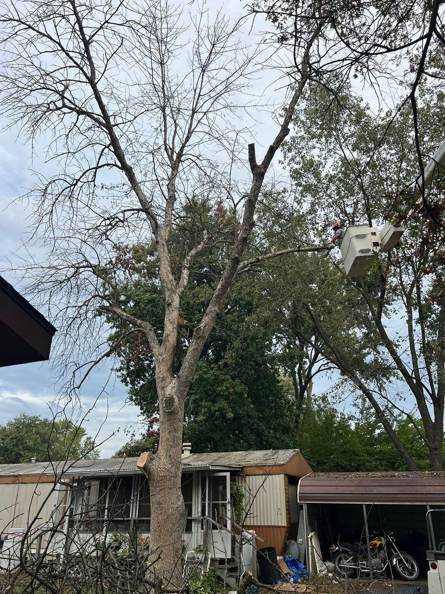 Tree Removal for Baker Professional Services LLC in Shelbina, MO