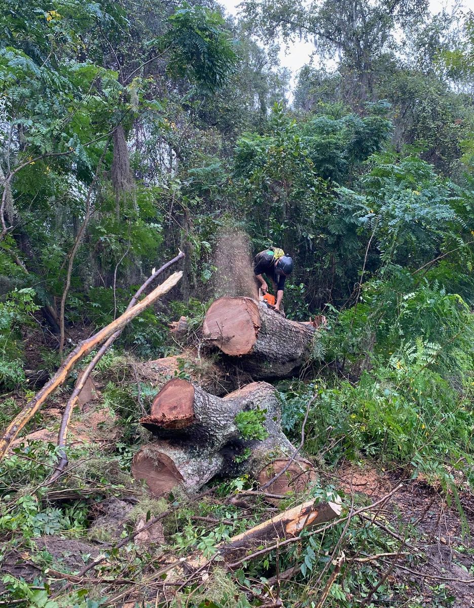 Tree Removal for 163 Property Maintenance in Hernando County,  FL