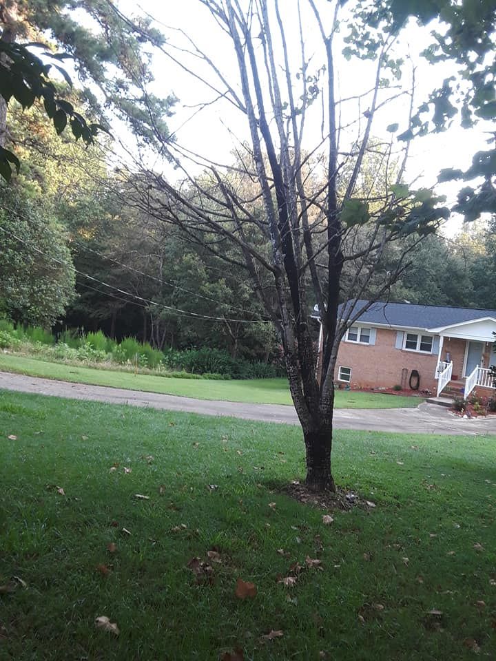 Fall Clean Up for Brooks Tree Service in Casar, NC