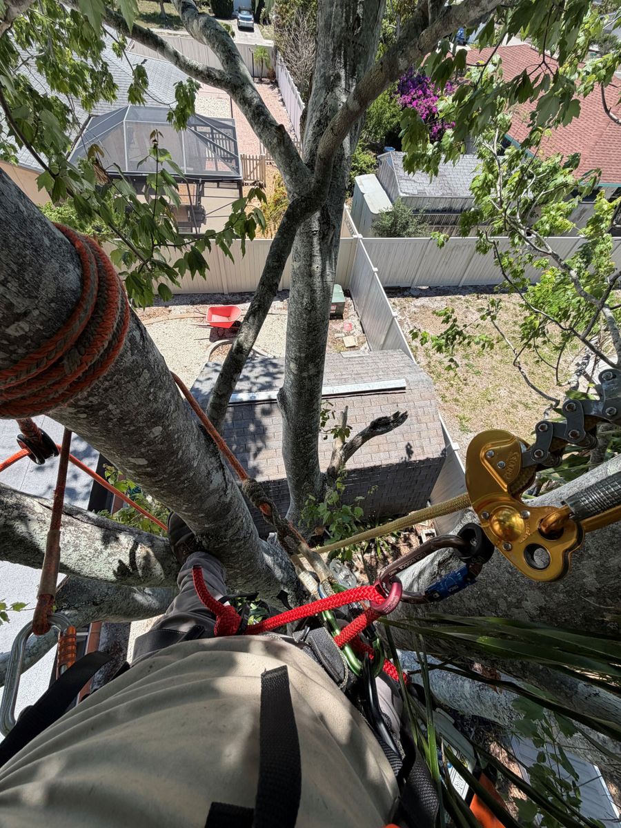 Tree Trimming for Damian’s Tree Care in Sarasota, FL