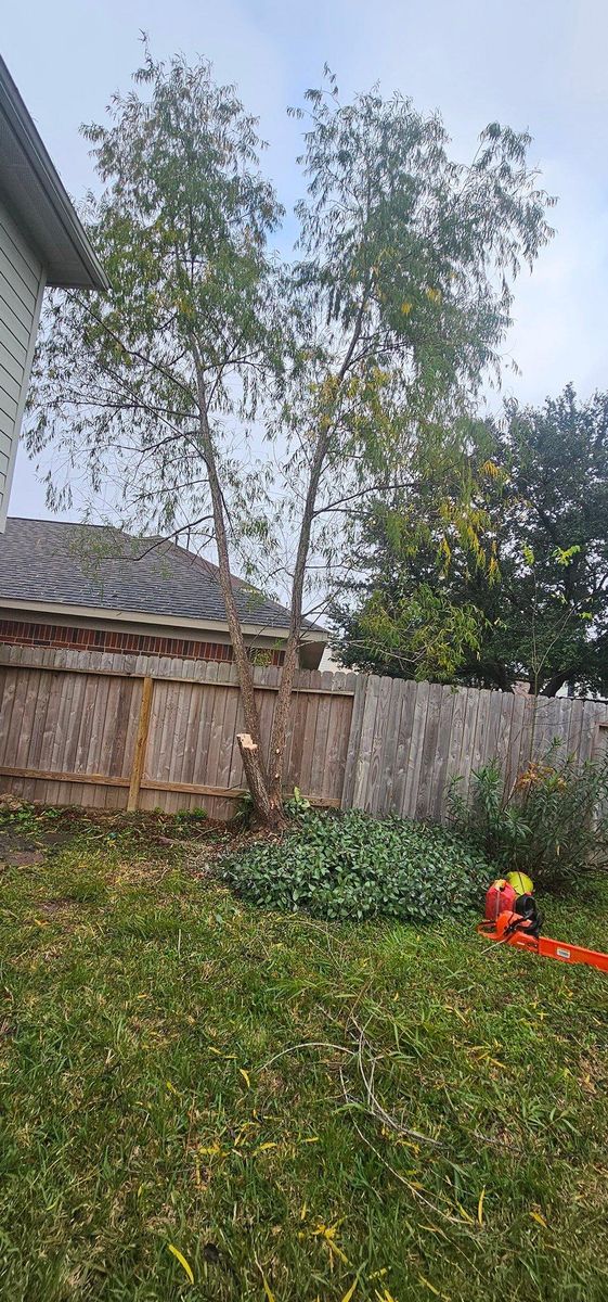 Fall Clean Up for Servin's Tree Care  in Houston, TX