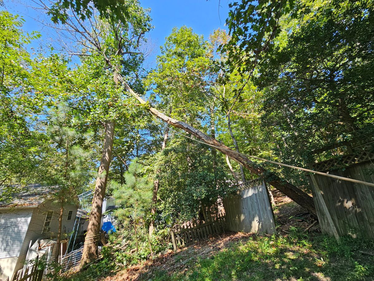 Tree Removal for Hired Gunz Services LLC in La Plata, MD