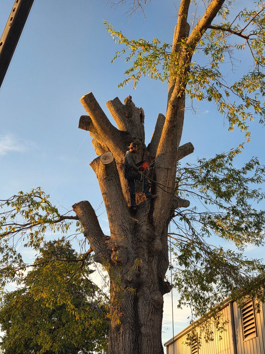 Tree Removal for Trees Unlimited of the CSRA in Augusta, GA