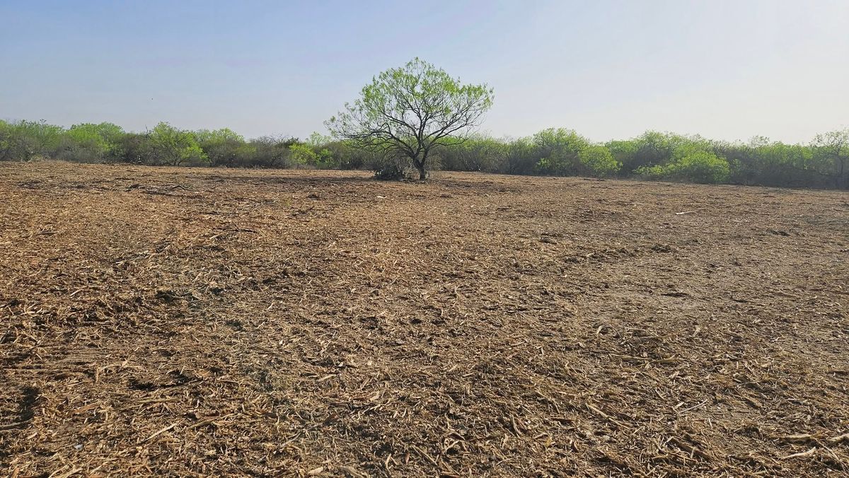 Land Clearing & Demolition for Hernandez Land Clearing Services in Alice, TX
