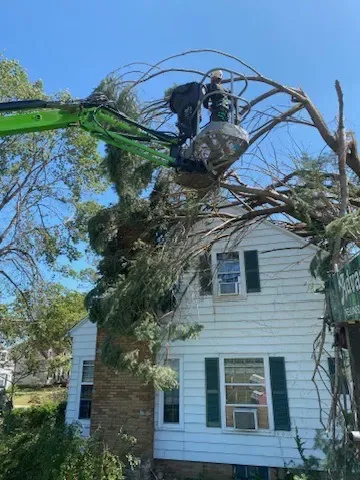 Tree Trimming for Elite Tree & Landscape Services LLC in St. Augustine, FL