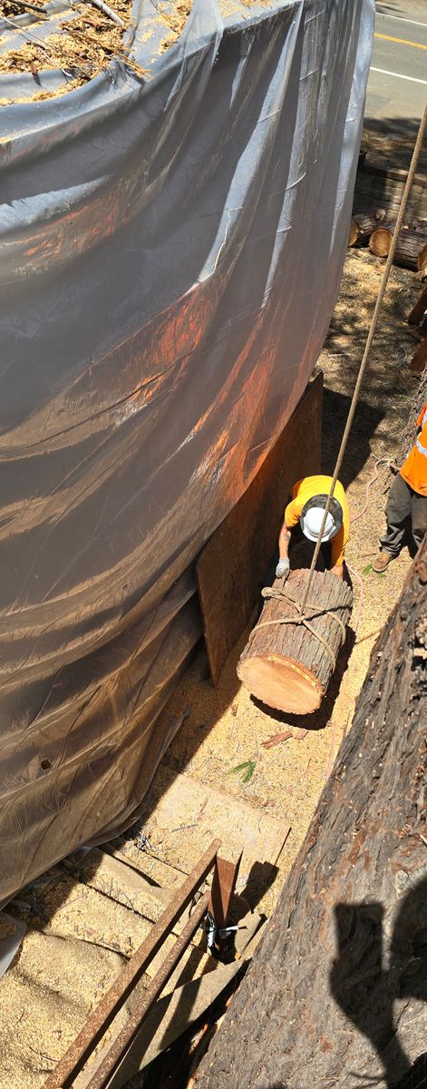 Tree Removal for George Staddan's Professional Tree Care in Placerville, CA
