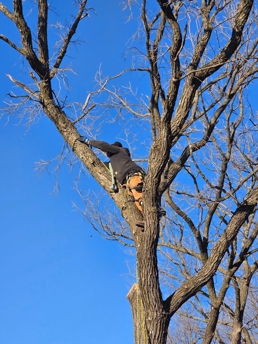 Tree Removal for Minnesota Seasonal LLC in Corcoran, MN
