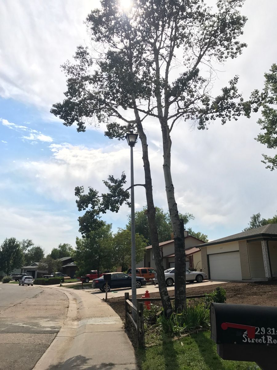 Tree & Shrub Care for Rock Masters Inc. in Evans, CO