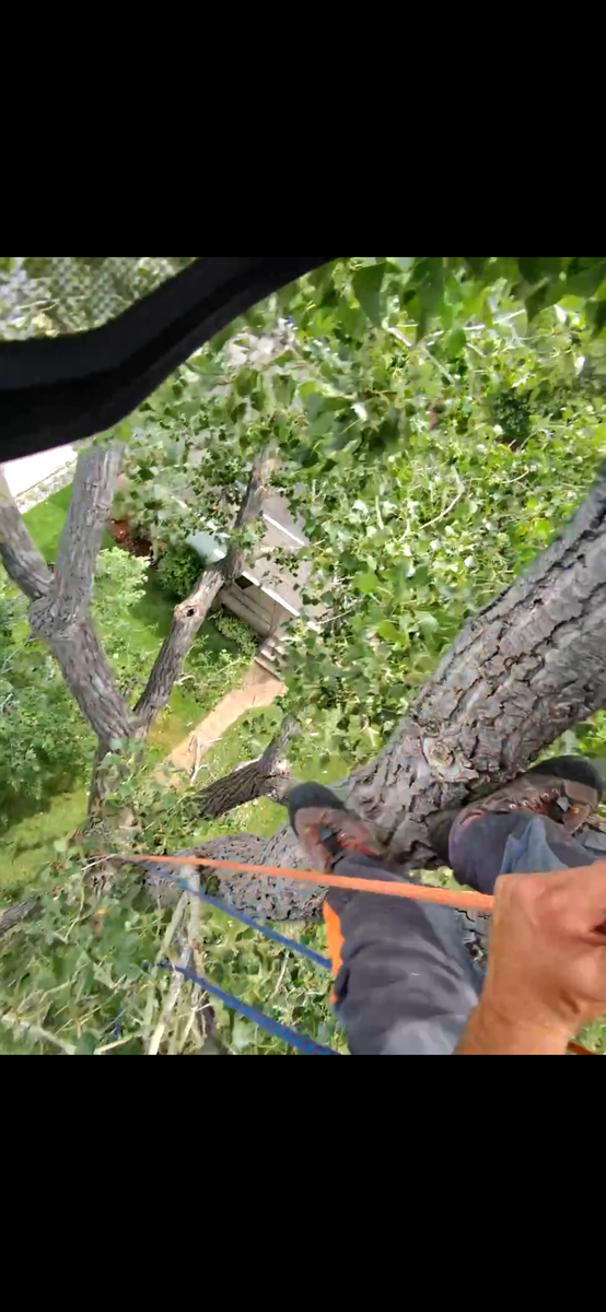 Tree Removal for Elevated Tree Care in Gillette, WY