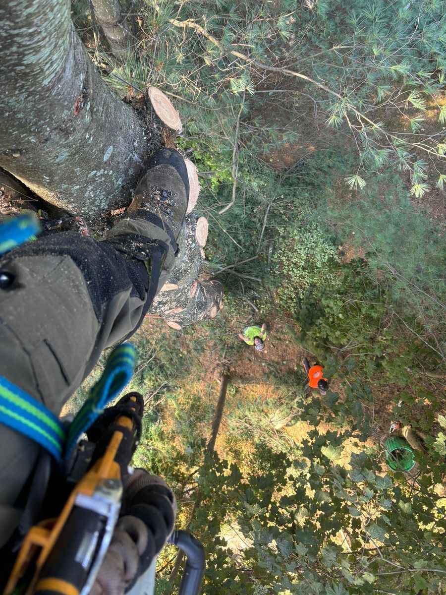 Tree Removal for T's Trees in Albany, NY