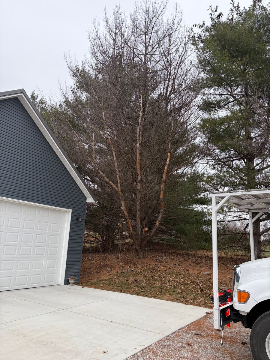 Tree Trimming for Cross Family Tree Service in Kearney, MO