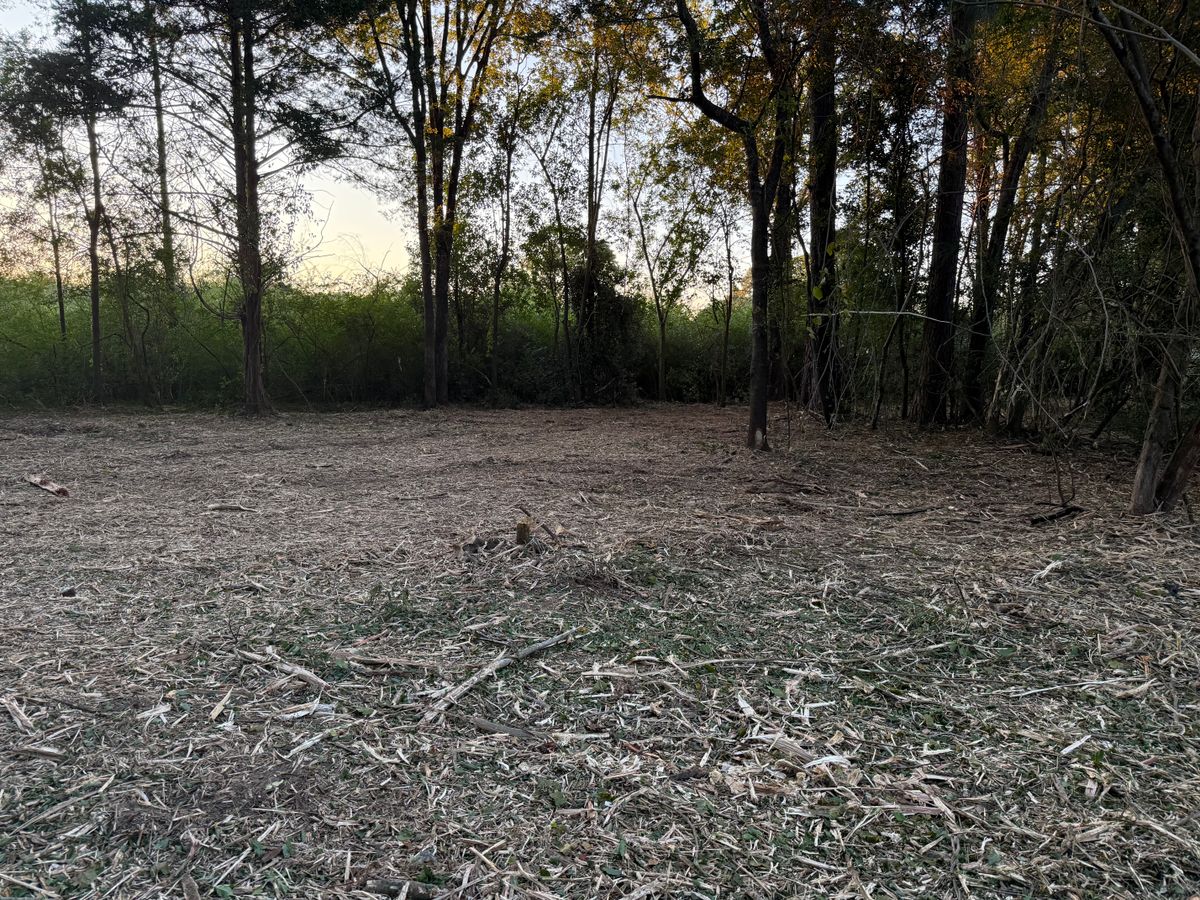 Tree Removal for T N L - Tree and Land Service in Reynolds, GA