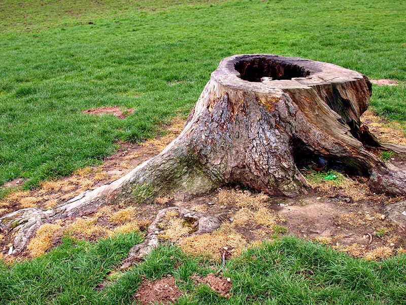 Stump Removal for Forester Tree Care in Tool,  TX