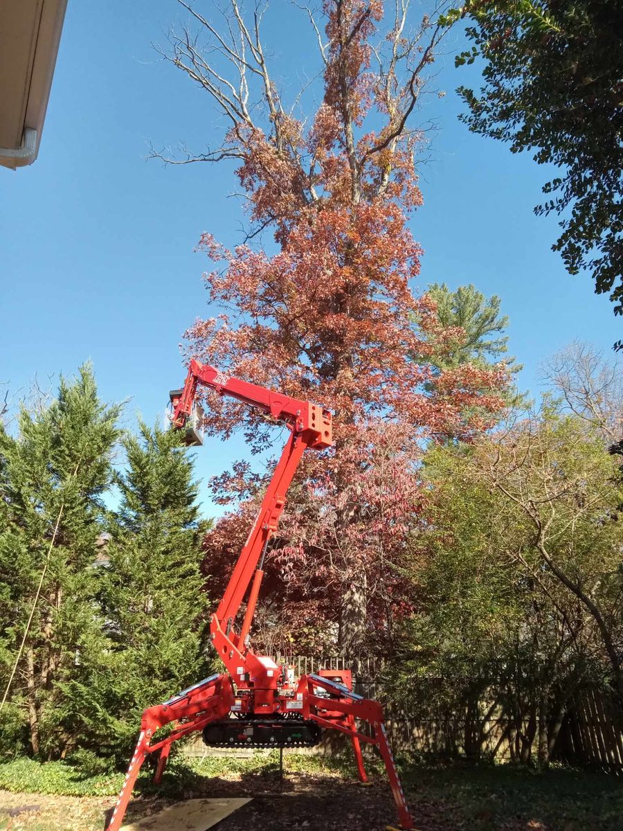 Shrub Trimming for Smith Tree Experts in Palmyra, VA