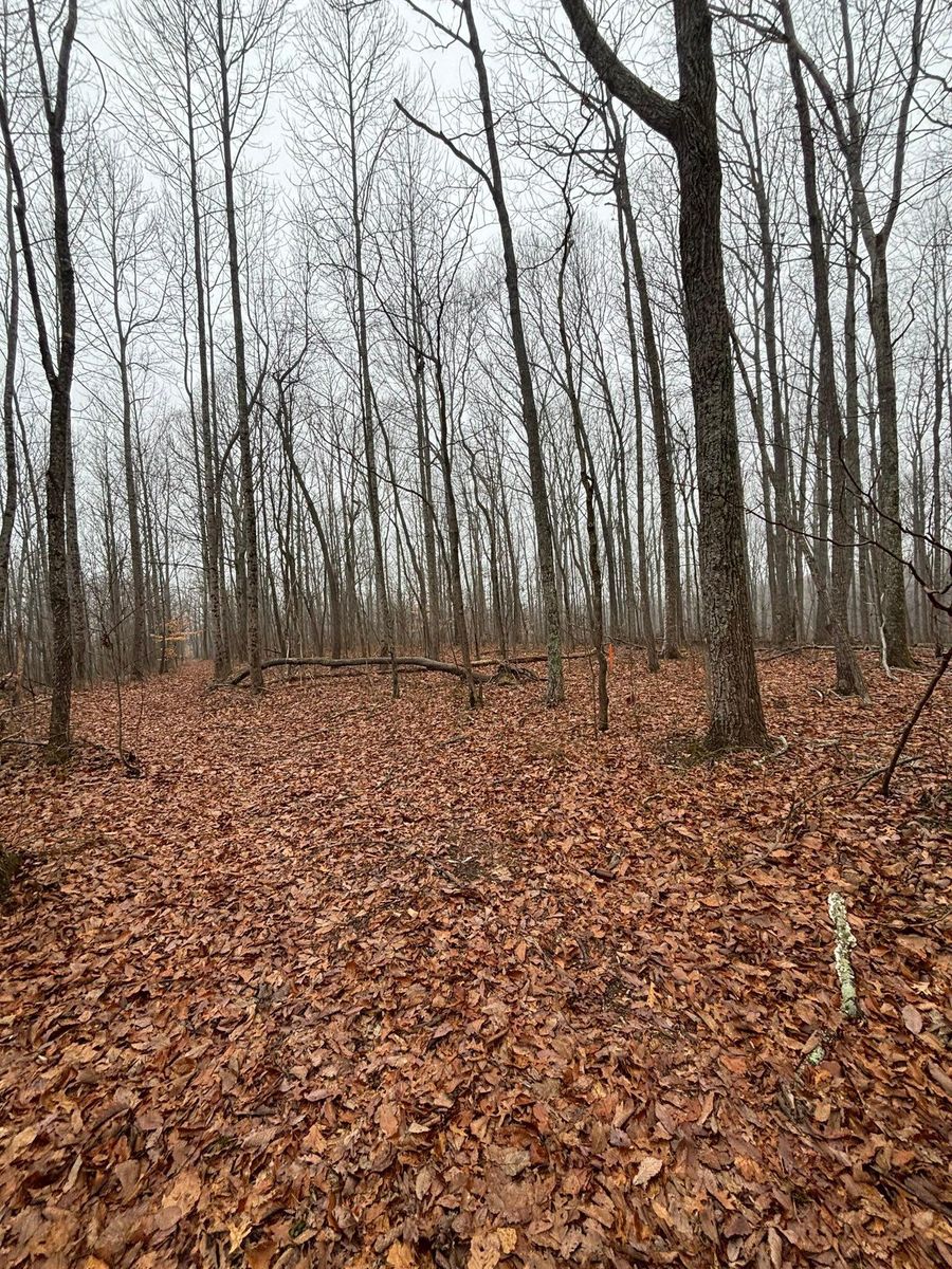 Land Clearing for TD Dirtworks in Tracy City, TN