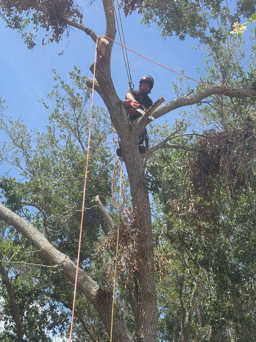 Palm Pruning for Damian’s Tree Care in Sarasota, FL