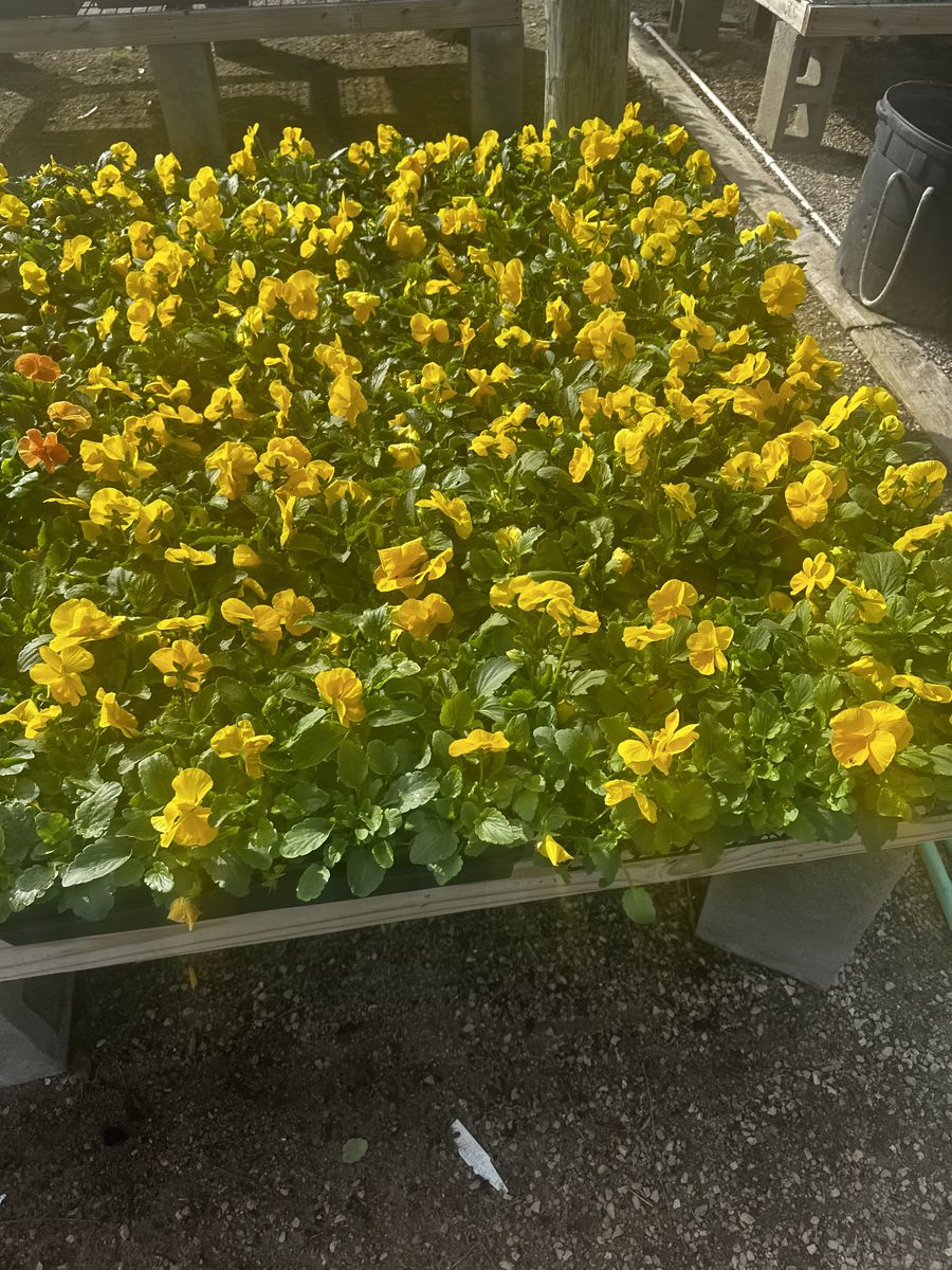 Landscape Installation for Atlas Land Design in Creekside Park, TX