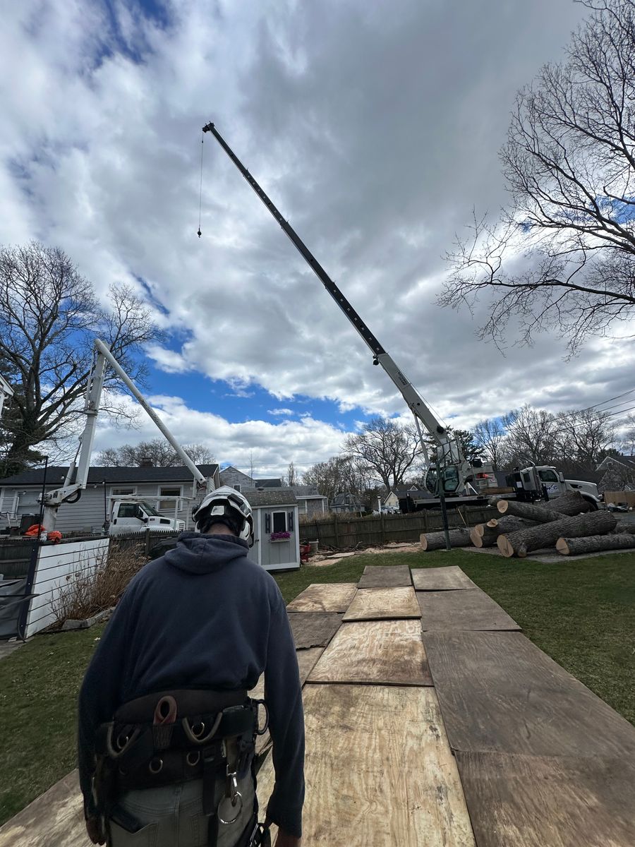 Tree Removal for Powells Tree Service Inc. in Cape Cod, MA