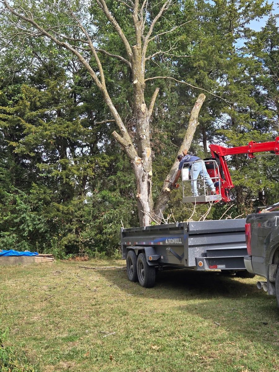 Tree Removal for Lawn Ranger Yard And Tree Service LLC in Ottumwa, IA