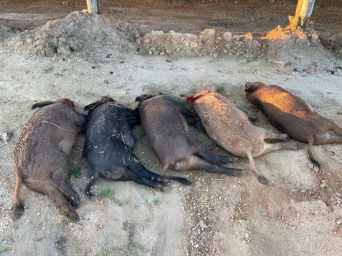 Proactive Hog Trapping for Havoc Hog Control in Molino, FL