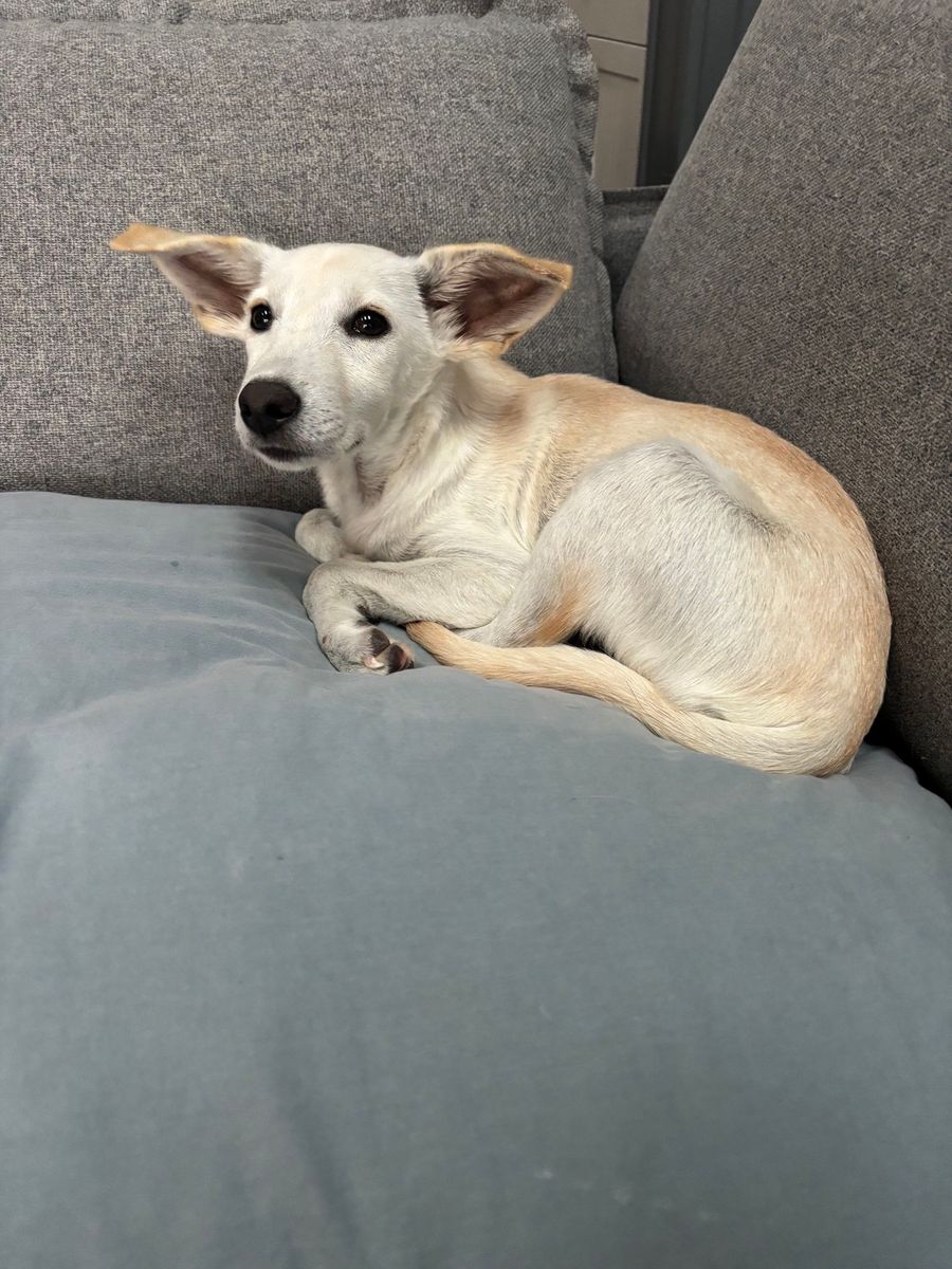 Animal Sanctuary for Sullivan Sanctuary of Maine in Brunswick, ME