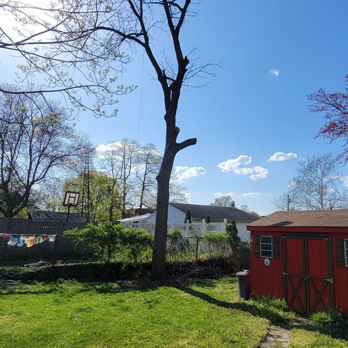 Tree Trimming for Timber Arts Tree Service in Lindenwold, NJ 